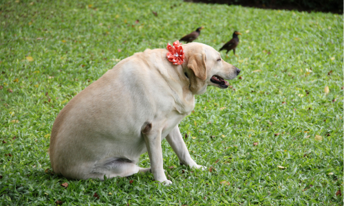 Rações para Cães com Sobrepeso: Emagrecimento Saudável e Eficiente