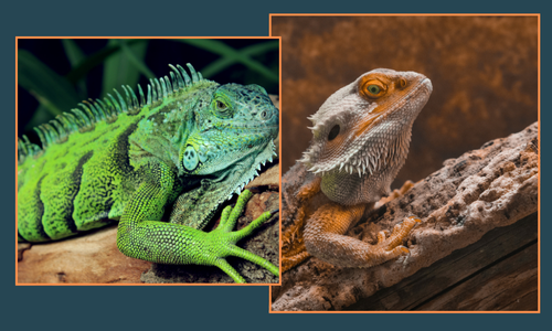 A Dieta Ideal para Répteis Exóticos: Iguanas e Dragões Barbudos!