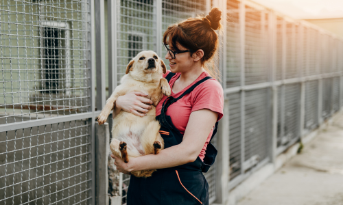Como Preparar Seu Lar para um Pet Resgatado: O Que Esperar e Como Ajudá-lo a Se Adaptar