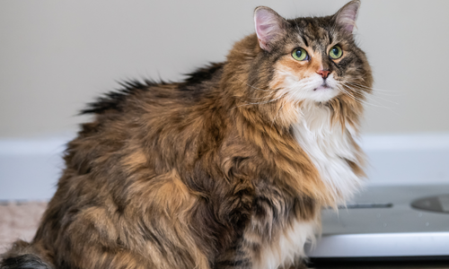 Como Prevenir e Tratar Obesidade em Gatos: Um Guia Prático e Confiável