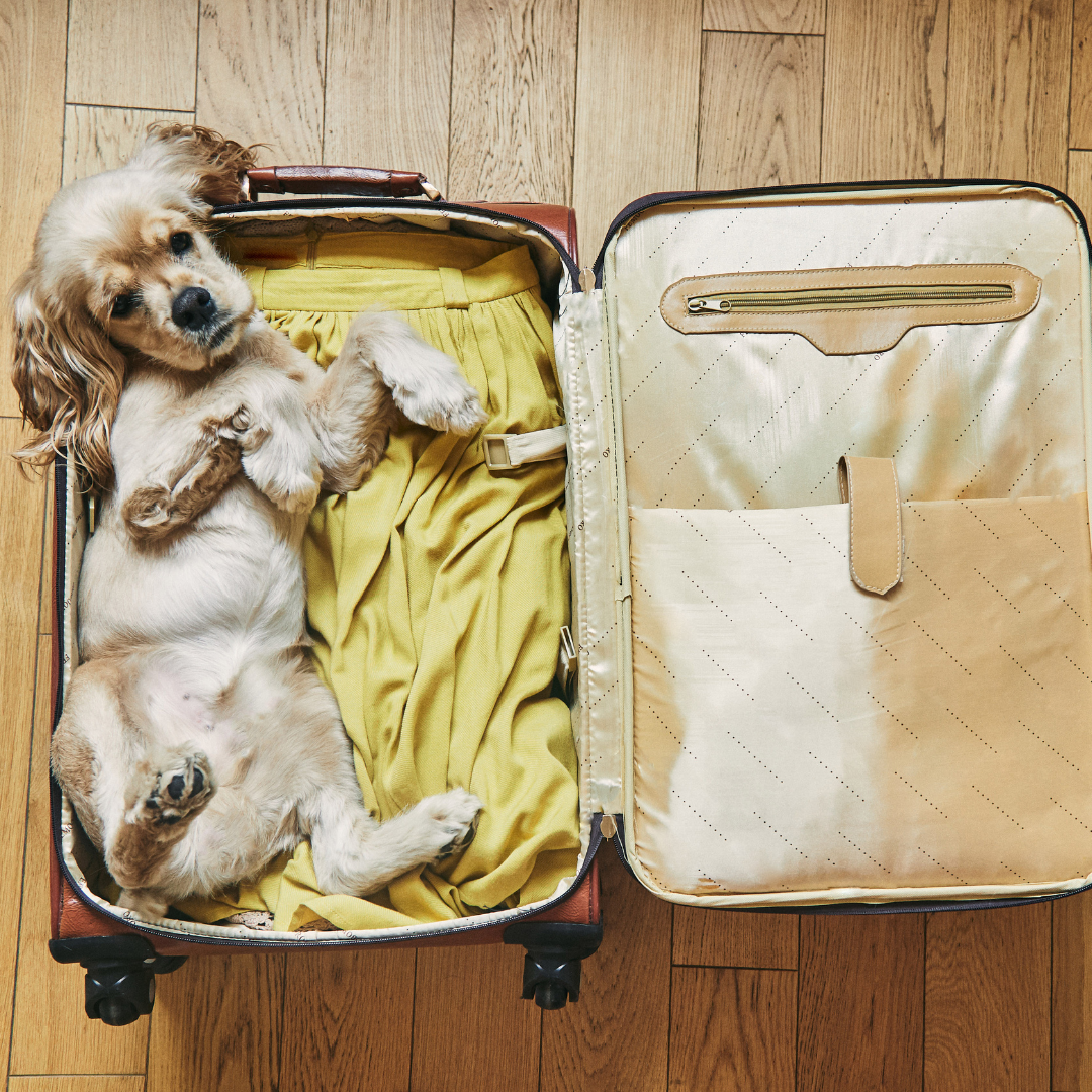 Preparando seu Pet para Longas Viagens: Conforto e Segurança nas Estradas!