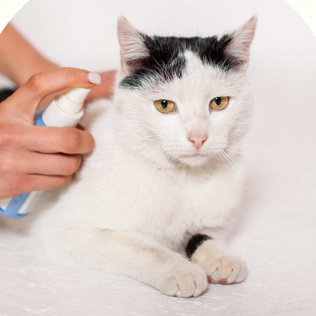 Pulgas e Carrapatos no Seu Pet? Descubra Como Prevenir Esses Convidados Indesejados de Forma Simples e Eficaz