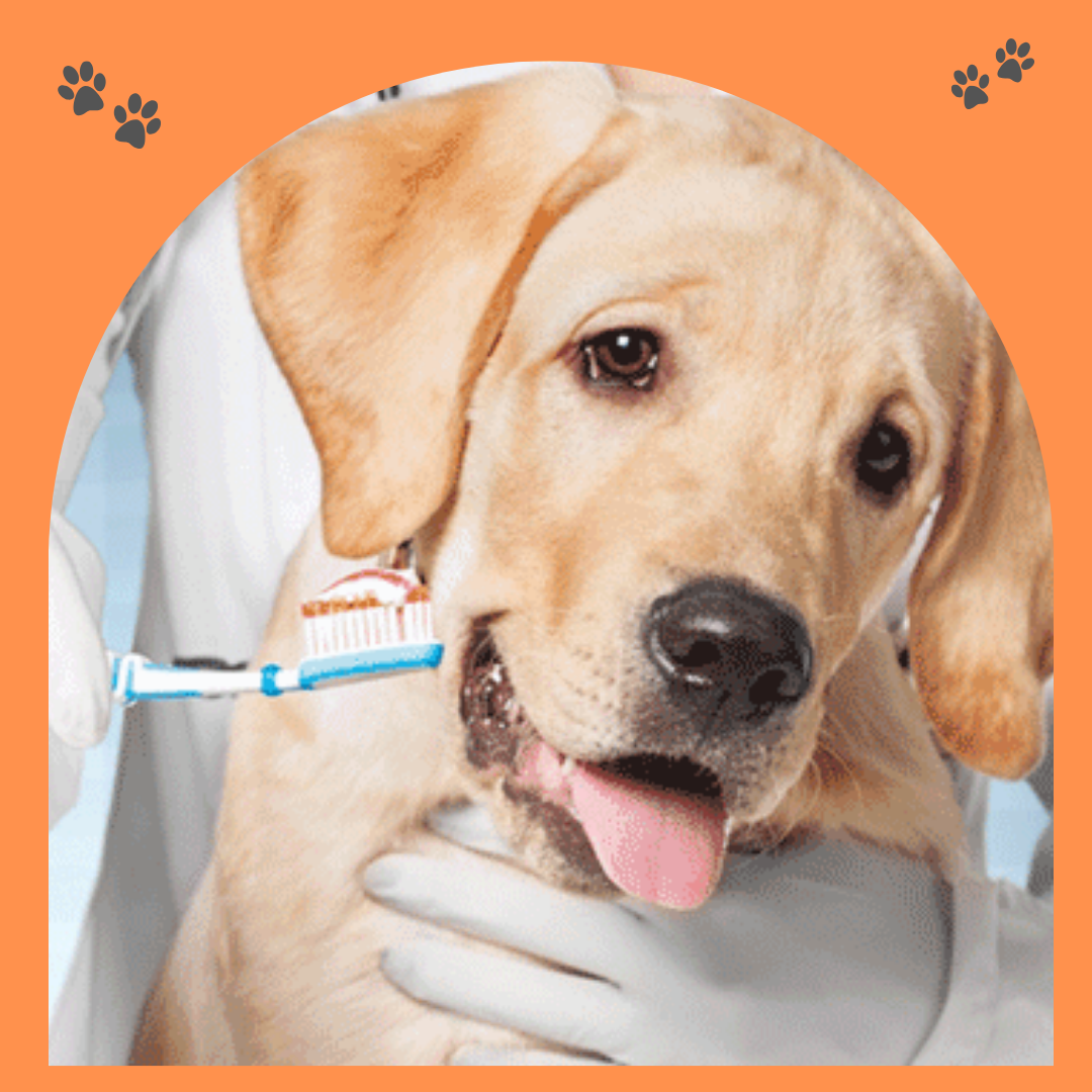 Sinais de Problemas Dentários em Pets