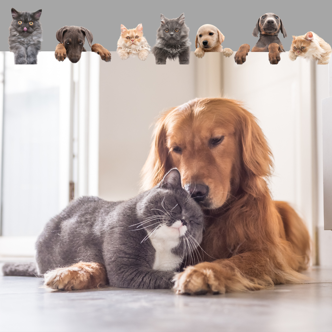 Socialização para Pets: O Segredo para um Amigo Feliz e Confiante