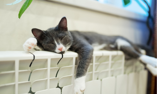 Pets e Mudanças Climáticas: Como o Clima Está Transformando o Comportamento dos Animais de Estimação