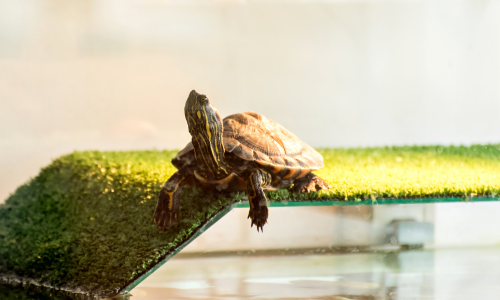 Como Criar uma Tartaruga-Tigre-D’Água em Casa: Guia Completo