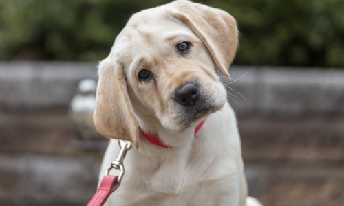 cães que inclinam a cabeça