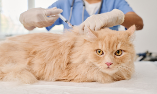 Com que Frequência Devo Vacinar Meu Pet? A Resposta Vai Surpreender!