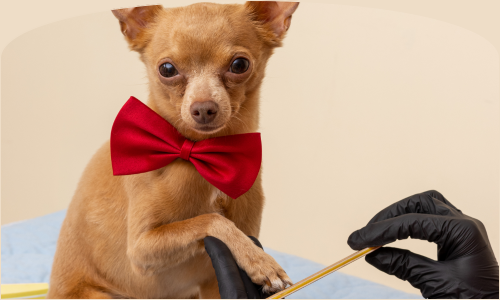 Corte de Unhas para Iniciantes: Como Fazer Seu Pet se Sentir Confortável
