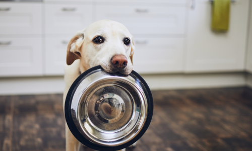 O Que Devo Alimentar Meu Pet para uma Dieta Equilibrada? Descubra o Segredo para Manter a Saúde do Seu Amigo!