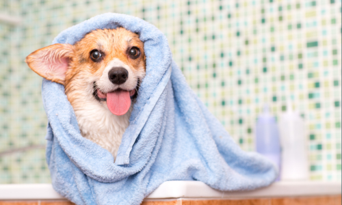Evite-Erros-na-Higiene-de-Animais-de-Estimacao-
