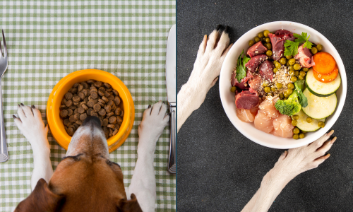 Introdução
Com o crescente interesse em dietas saudáveis e naturais, muitos donos de pets estão reavaliando a alimentação de seus animais de estimação. De um lado, há as rações industrializadas, formuladas para garantir os nutrientes essenciais e de fácil preparo; de outro, as dietas de alimentos naturais, que prometem uma alimentação fresca e personalizada para cada animal. Mas qual dessas opções realmente oferece o melhor para a saúde e o bem-estar do seu pet? Vamos explorar os prós e contras de cada uma e entender qual escolha pode ser a ideal para o seu companheiro de quatro patas.

Ração Industrializada: Praticidade e Nutrição Equilibrada
As rações industrializadas são populares pela praticidade e pelo fácil acesso a uma alimentação balanceada. Elas são formuladas por nutricionistas especializados em saúde animal e testadas para atender às necessidades nutricionais dos pets, incluindo proteínas, carboidratos, vitaminas e minerais.

Vantagens da Ração Industrializada
Praticidade: Perfeita para quem não tem muito tempo para preparar as refeições, a ração é uma opção conveniente e rápida.
Equilíbrio Nutricional: Com a formulação correta, as rações fornecem uma dieta balanceada, especialmente aquelas de alta qualidade.
Disponibilidade: Existem diversas opções de rações específicas para condições de saúde, idade e tamanho dos animais, facilitando a escolha para necessidades específicas.
Desvantagens da Ração Industrializada
Aditivos e Conservantes: Algumas rações contêm corantes e conservantes, que podem não ser ideais para a saúde do pet.
Ingredientes Processados: O processo industrial pode comprometer a qualidade dos nutrientes em comparação com alimentos frescos.
Sensibilidade Alimentar: Alguns pets podem ter alergias ou intolerâncias a determinados ingredientes encontrados em rações.
Dieta de Alimentos Naturais: Frescor e Personalização
Uma dieta de alimentos naturais envolve oferecer refeições frescas e variadas, que podem incluir carnes, vegetais e até frutas. Muitos tutores optam por essa dieta para ter mais controle sobre os ingredientes e por acreditarem que os alimentos frescos trazem mais benefícios para a saúde dos animais.

Vantagens da Dieta de Alimentos Naturais
Ingredientes Frescos e de Qualidade: Alimentos naturais, como carne magra e vegetais frescos, preservam melhor os nutrientes.
Personalização: É possível adaptar a dieta às necessidades e preferências específicas de cada pet.
Redução de Aditivos: Sem conservantes e corantes artificiais, muitos tutores acreditam que essa dieta é mais saudável.
Desvantagens da Dieta de Alimentos Naturais
Necessidade de Planejamento: Preparar refeições frescas requer tempo e organização.
Possível Deficiência Nutricional: Sem orientação profissional, a dieta pode faltar em nutrientes essenciais, o que pode prejudicar a saúde do pet.
Custo: Ingredientes frescos de qualidade podem ser mais caros que rações industrializadas.
Comparando os Aspectos Nutricionais
A ração industrializada de boa qualidade é formulada para fornecer todos os nutrientes essenciais. Já uma dieta de alimentos naturais pode ser altamente nutritiva, mas deve ser cuidadosamente planejada para garantir uma ingestão balanceada de proteínas, gorduras e vitaminas. Idealmente, a supervisão de um veterinário especializado em nutrição animal é recomendada em ambas as escolhas, especialmente para tutores que optam pela dieta natural.

Conveniência e Estilo de Vida do Dono
A decisão também depende do estilo de vida do tutor. Para aqueles que têm uma rotina mais ocupada, a ração industrializada oferece uma solução prática e econômica de tempo. Já quem possui mais disponibilidade para preparar as refeições do pet pode preferir a dieta de alimentos naturais, garantindo frescor e variedade na alimentação.

Palavra Final sobre Alimentos Naturais e Ração Industrializada
Ambas as opções — alimentos naturais e ração industrializada — têm seus prós e contras. A escolha ideal deve levar em conta as necessidades nutricionais do pet, o tempo e o orçamento disponíveis, e o nível de confiança na qualidade dos produtos. Converse com um veterinário para entender melhor o que se adapta às particularidades do seu pet.

Se você deseja conhecer mais sobre cuidados com a saúde e bem-estar dos pets, explore outros artigos no Vida de Quatro Patas para obter dicas práticas e informações especializadas.