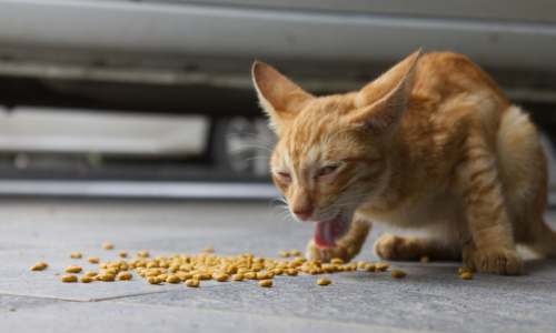VÔMITO OU DIARRÉIA EM PETS