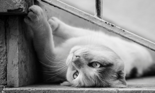 Por que os gatos ronronam