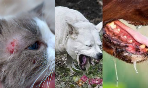 Primeiros-Socorros-para-Animais