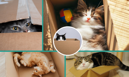 Gatos e Seus Comportamentos Peculiares: Por Que Eles Amam Caixas?