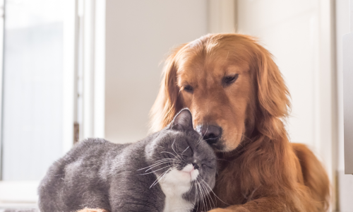Socialização para Pets O Segredo para um Amigo Feliz e Confiante 