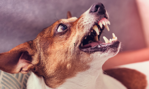 cães agressivos