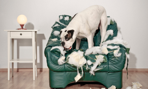 Entenda o que os comportamentos destrutivos do seu pet significam e descubra como preveni-los. Dicas práticas para transformar "desastres" em casa em uma convivência harmoniosa!






