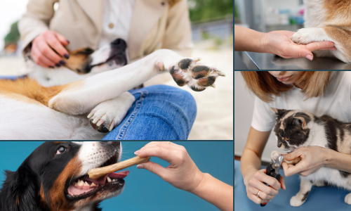 como tornar o momento do corte de unhas uma experiência sem estresse para você e seu amigo peludo. 