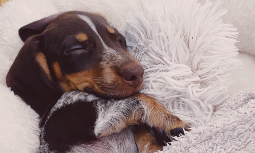 Cães Também Sonham? Descubra Como Funciona o Sono dos Pets e Por Que Eles se Movem Dormindo