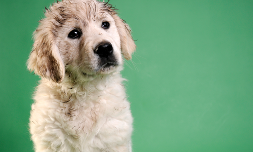 Os Perigos da Falta de Higiene em Pets: Cuide da Saúde do Seu Melhor Amigo